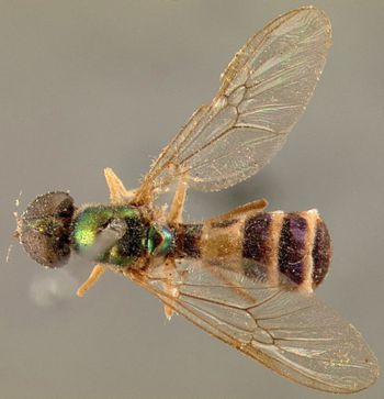 Media type: image;   Entomology 12540 Aspect: habitus dorsal view